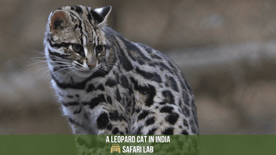 small wild cats india leopard cat