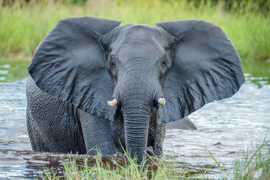 Elephant standing in water in Botswana