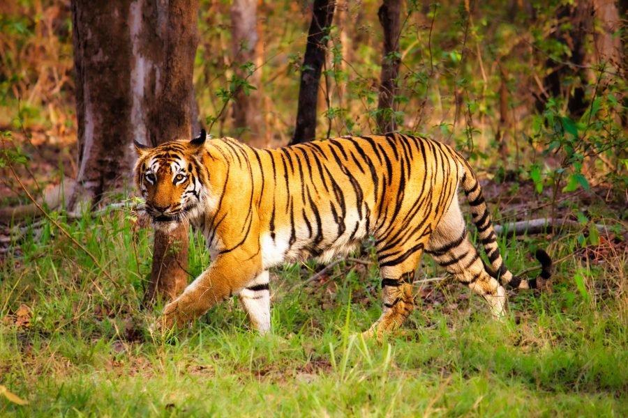 Tigress T2 From Nagzira tiger reserve during a tiger safari in india
