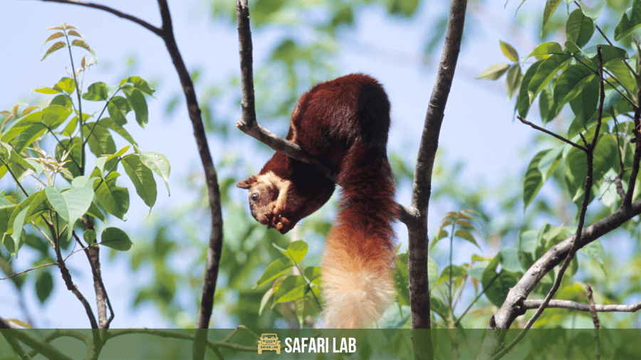 Silent Valley National Park Indian Giant Squirrel