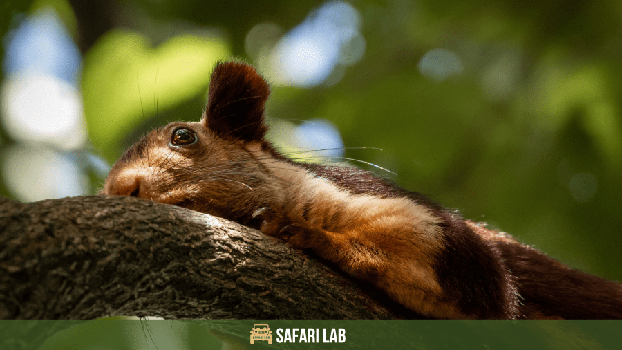 Giant Indian Squirrel behavior