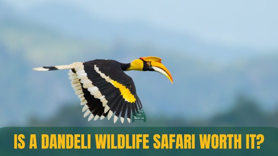 is dandeli wildlife safari worth it - great indian hornbill