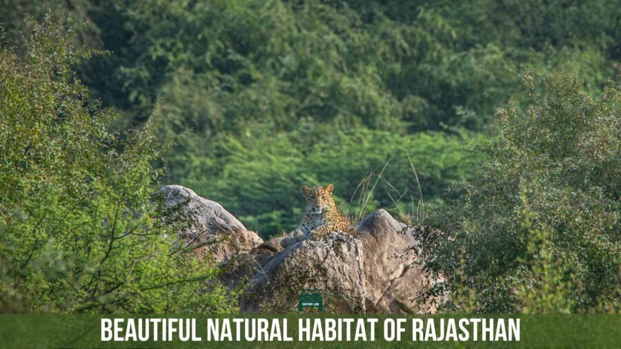 Jawai leopard safari natural habitat