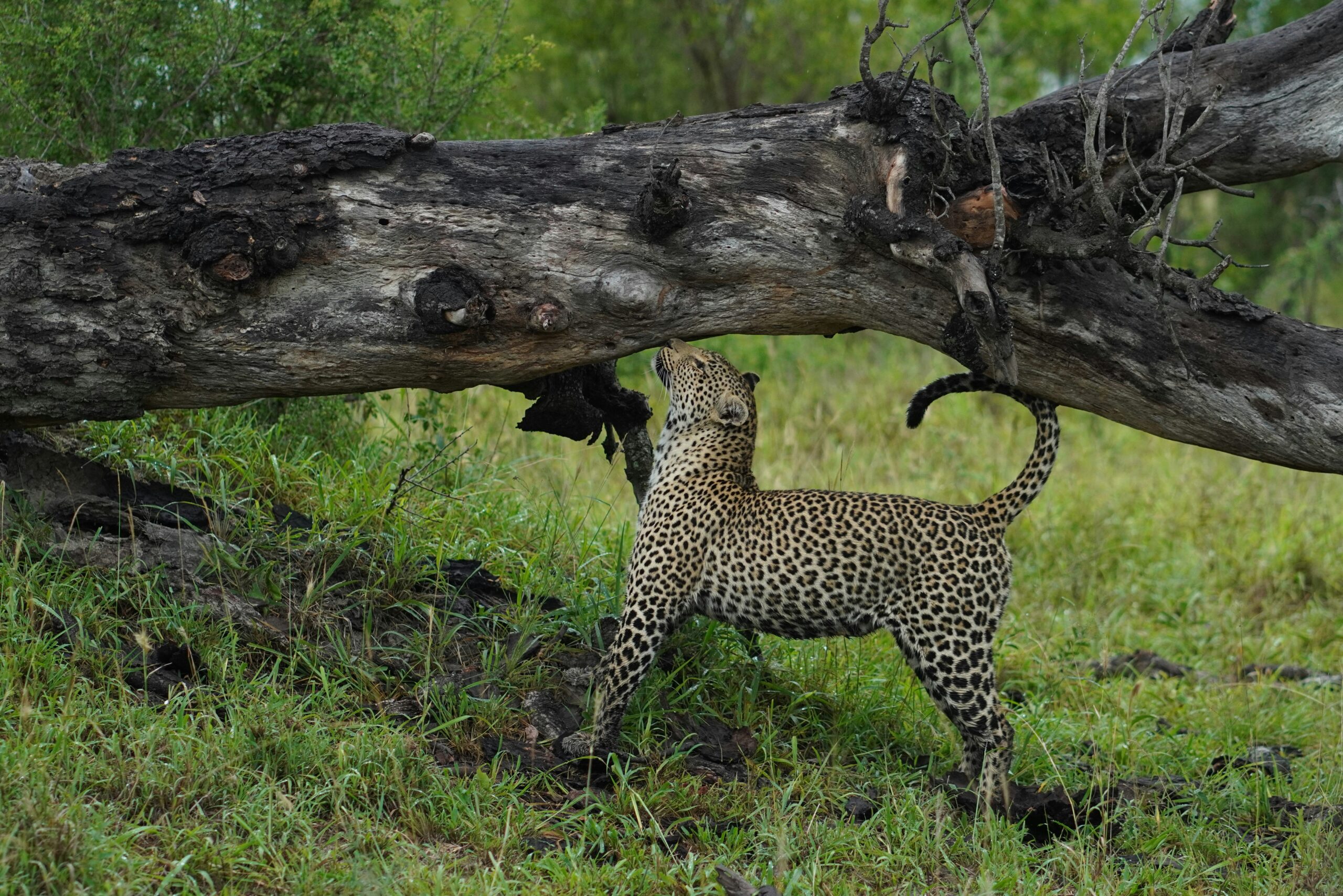 Leopard in the South African bushveld