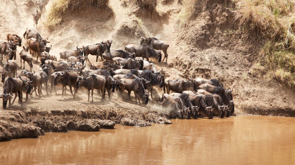 Great Migration in the Masai Mara