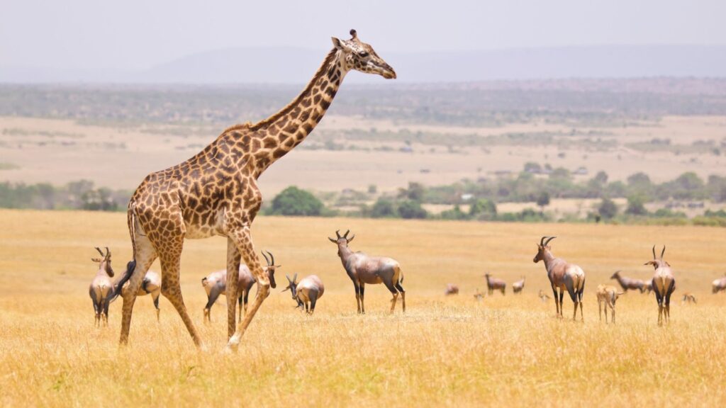 Giraffes in the Masai Mara