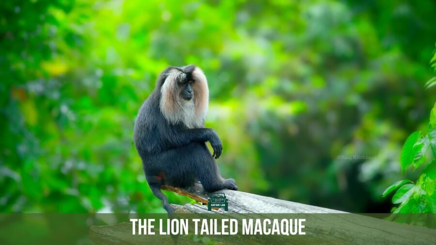 Lion tailed macaque - monkeys in india