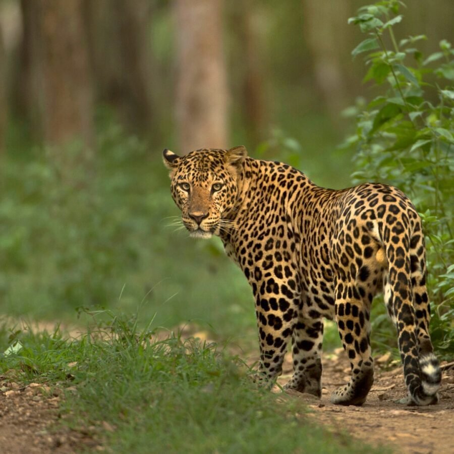 Nagzira Tiger Reserve Leopard Home