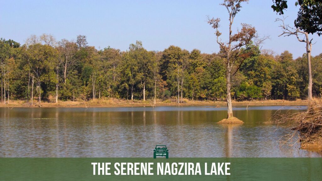 Nagzira lake inside Navegaon-Nagzira Tiger Reserve