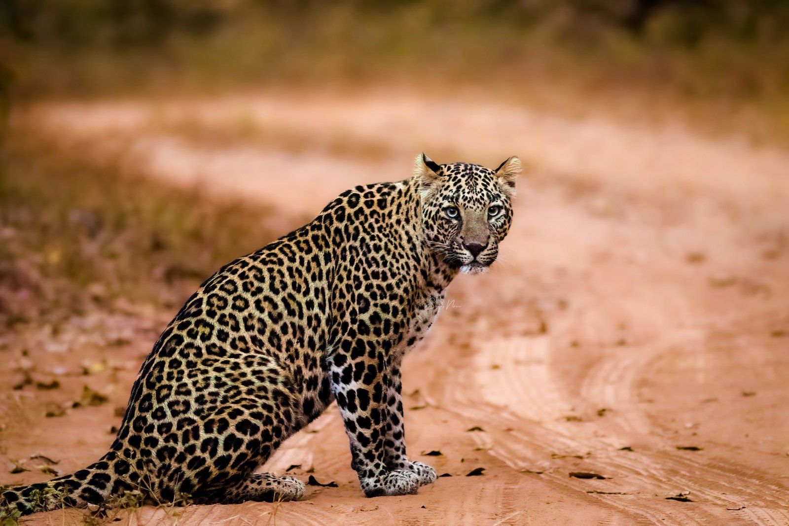 Leopard on a forest track in Nagzira