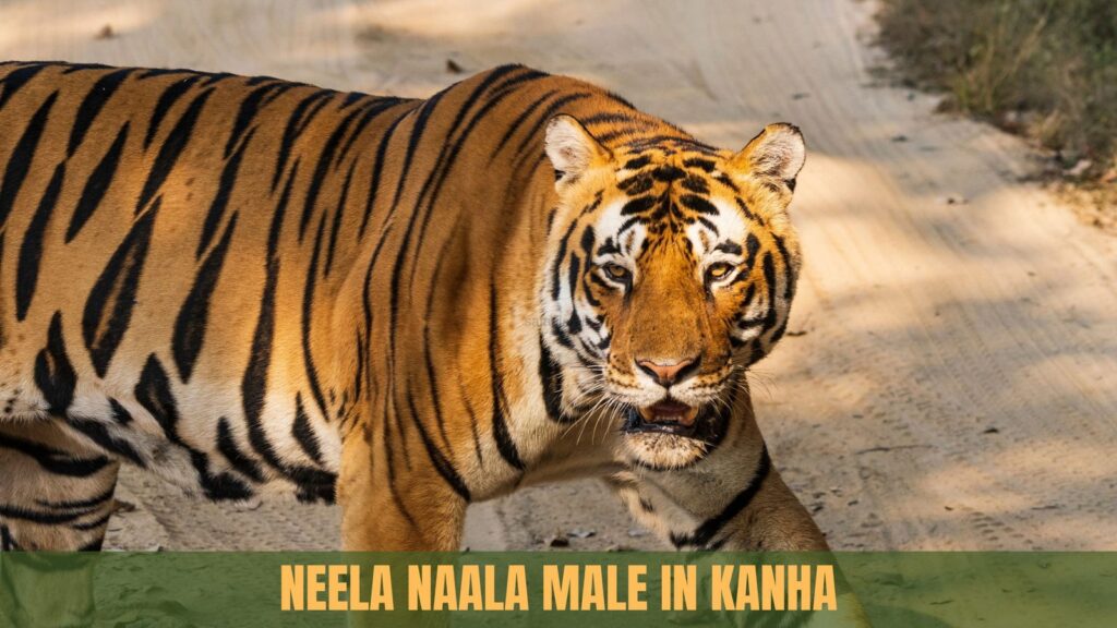 Tiger in Kanha National Park