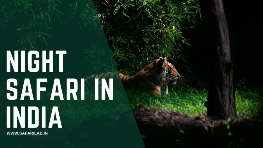 Night safari in India