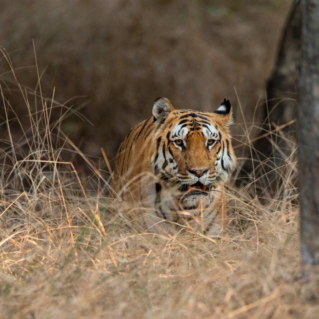Bengal tiger resting in dry grass in Pench