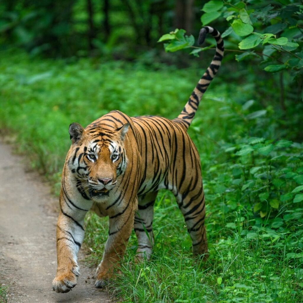 Bengal tiger walking through green forest in Pench