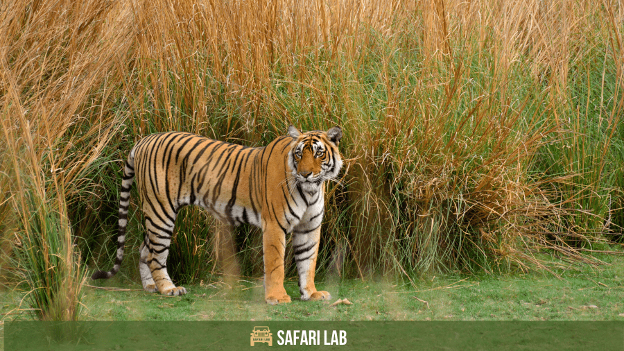 best time to visit Ranthambore National Park