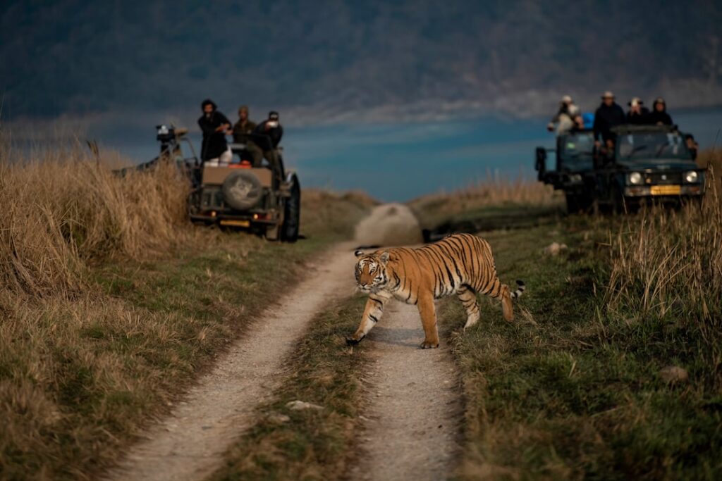 Royal Bengal tiger on a forest safari track