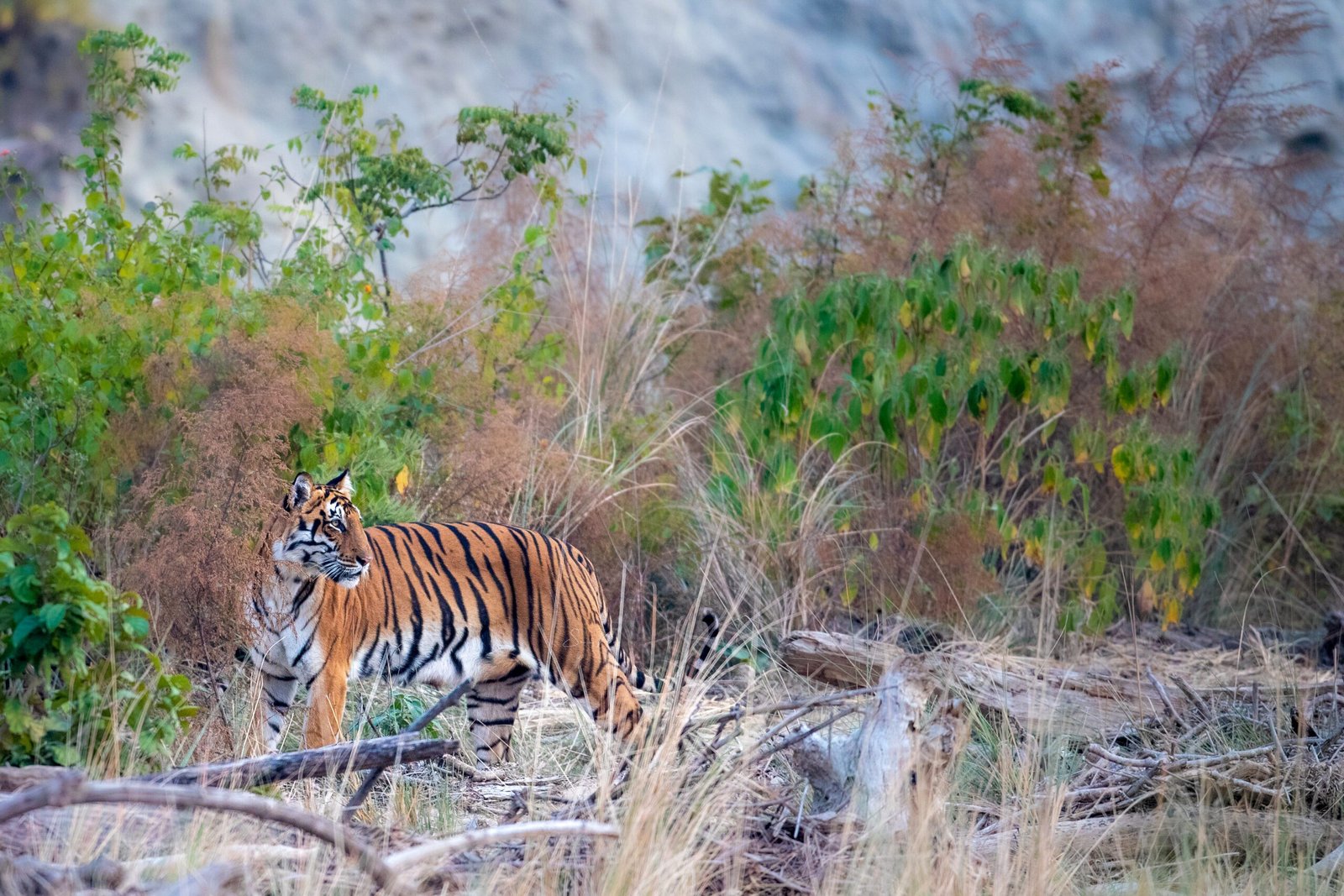 Tigress in the forest during a Safari Lab Corbett journey