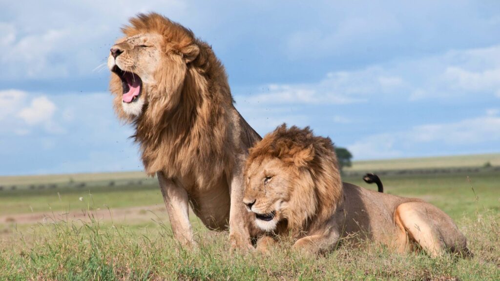 Masai Mara safari landscape