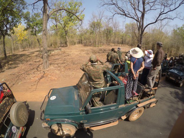 Safari vehicles and travellers in Tadoba's forest