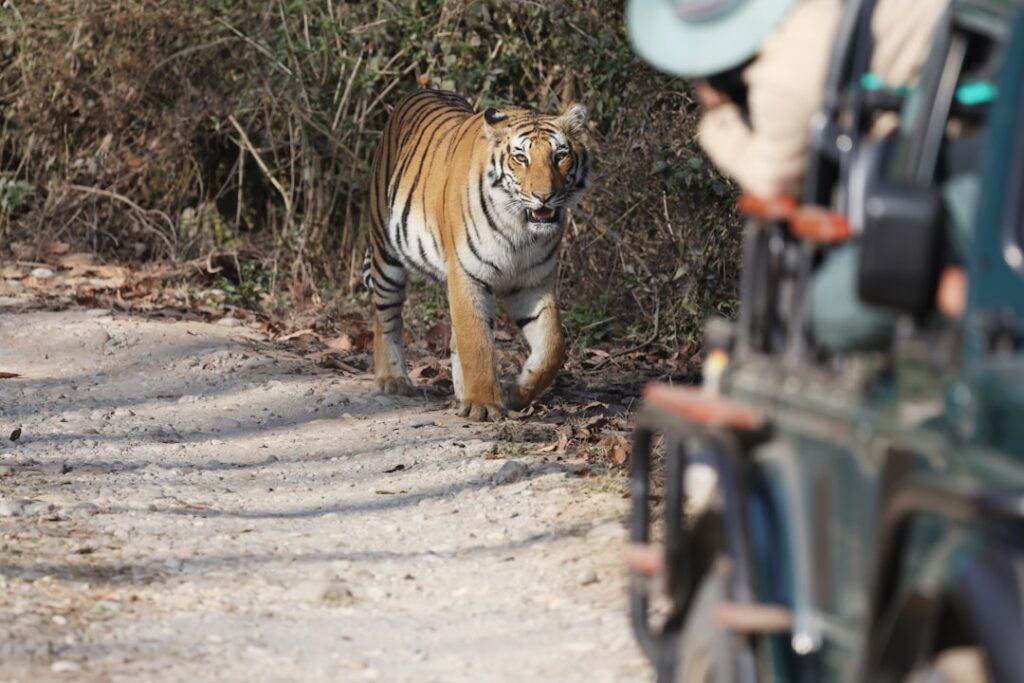 Tiger in an Indian forest during safari