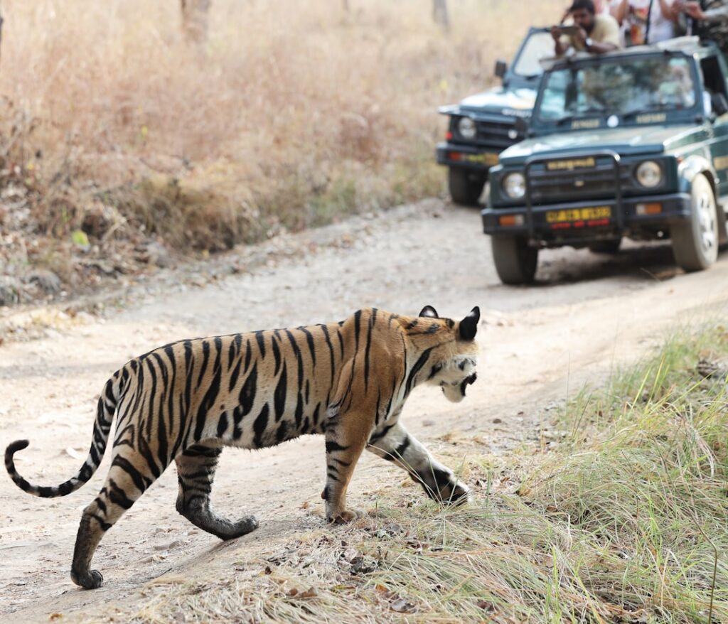 Tiger photographed in an Indian tiger reserve