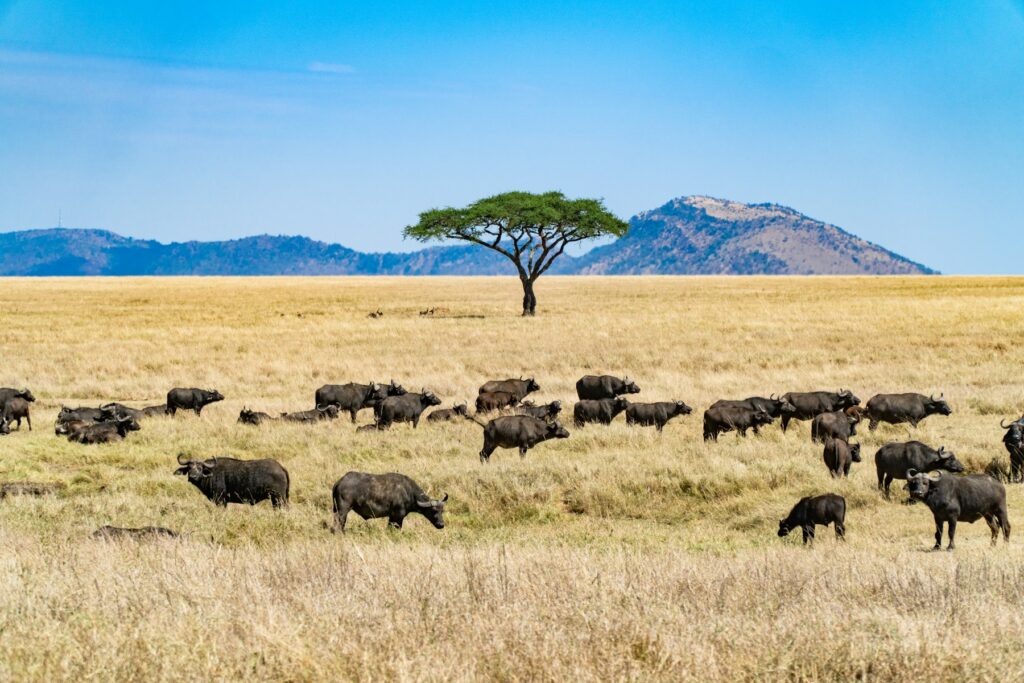 Wildebeest across the Serengeti plains in Tanzania