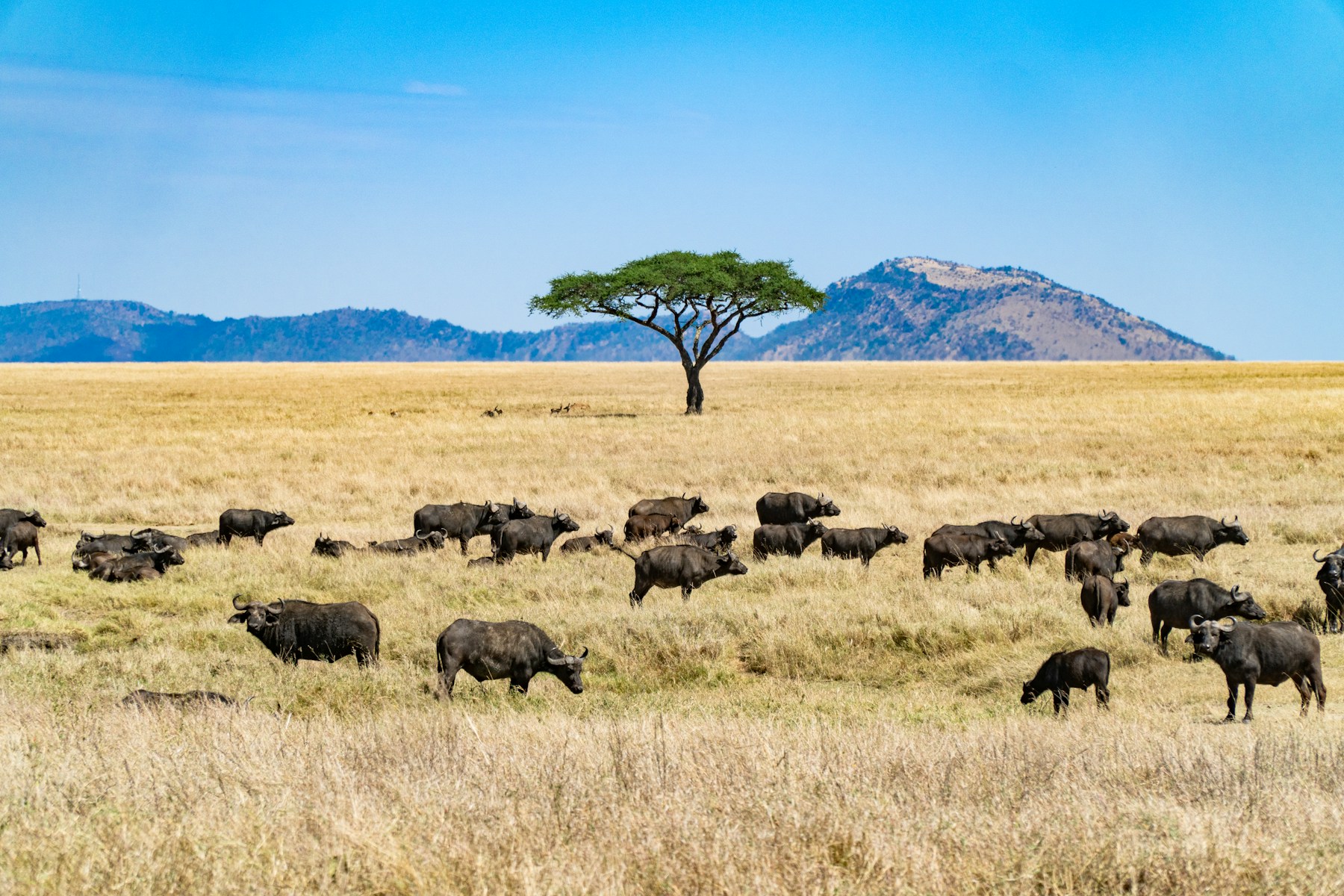 Wildebeest across the Serengeti plains in Tanzania