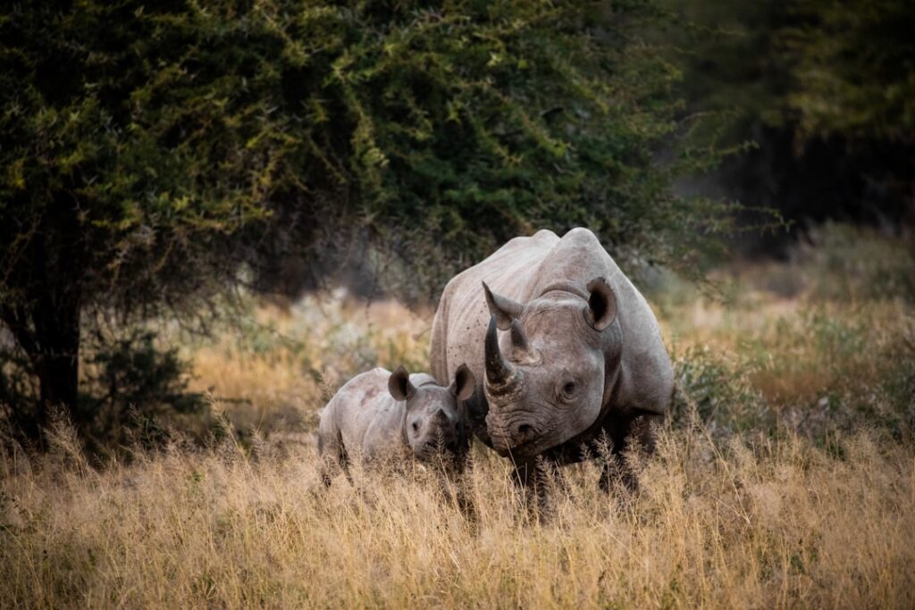 Rhino mother and calf on safari in South Africa
