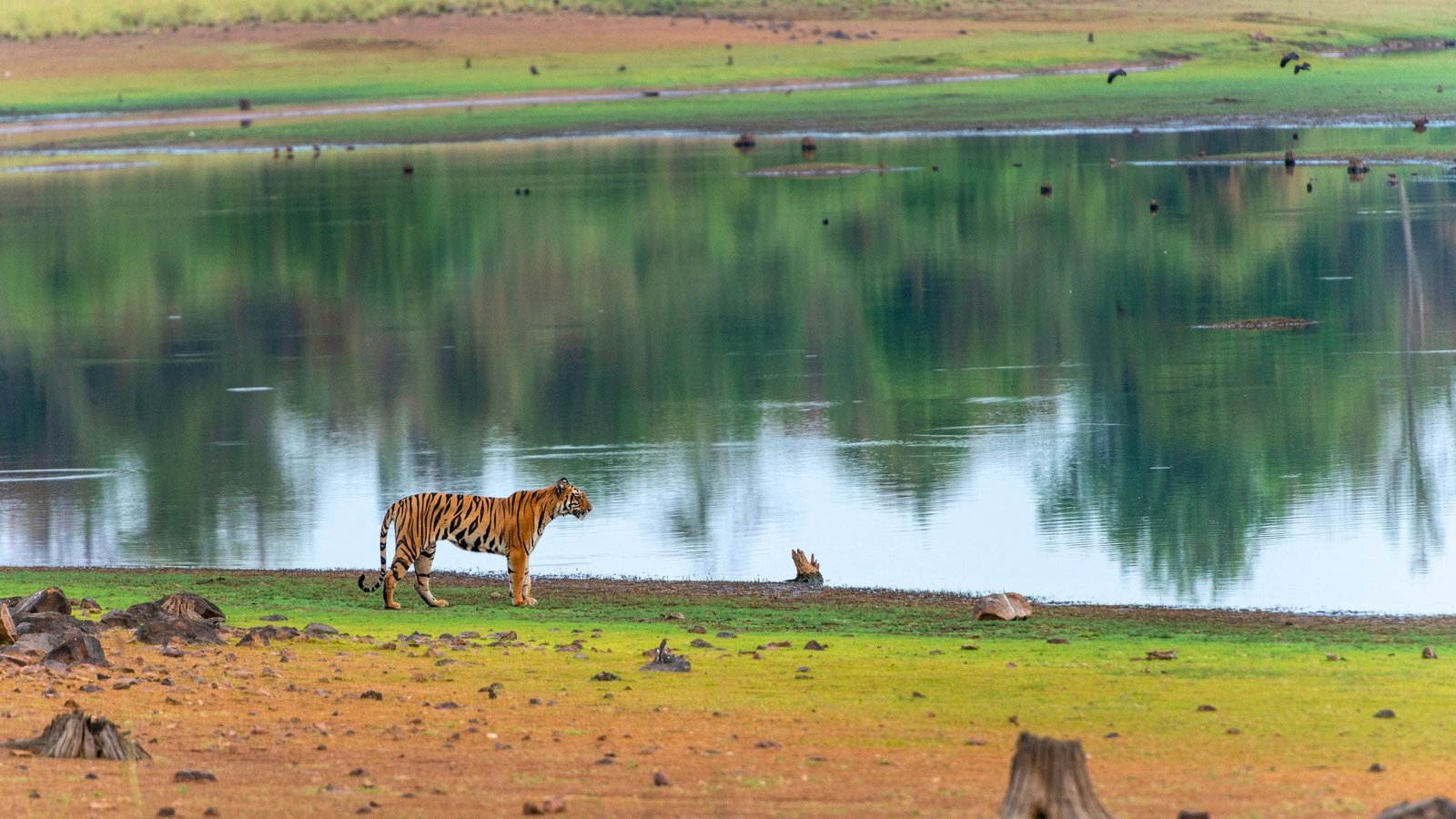 Tiger walking beside a lake in Tadoba