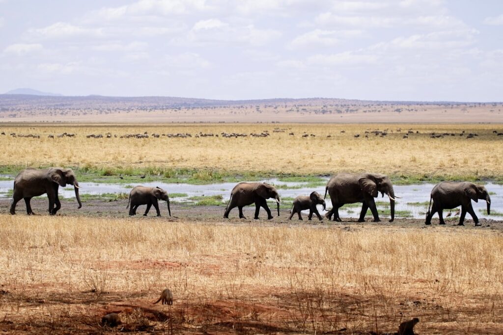 Elephants on safari in Tanzania