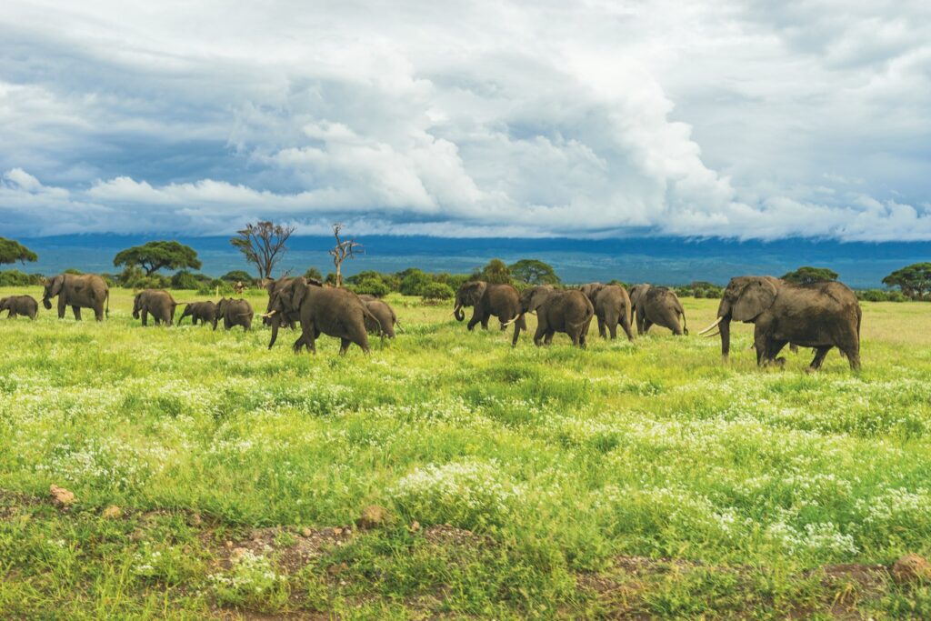 Elephants in Tarangire National Park, Tanzania