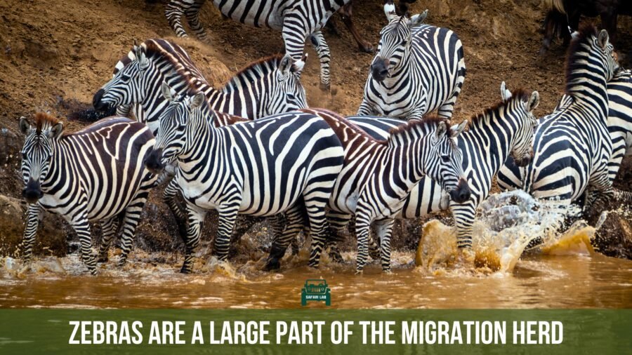 Great Migration Zebras