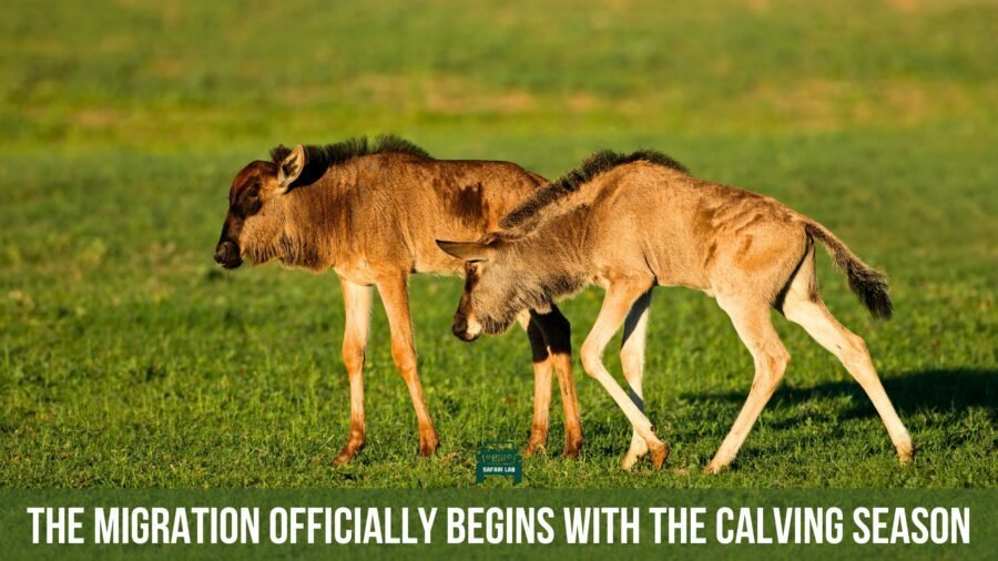 Great Migration starts with calving season