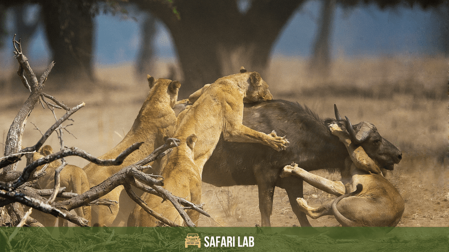 tiger-vs-lion-lions-are-pack-hunters