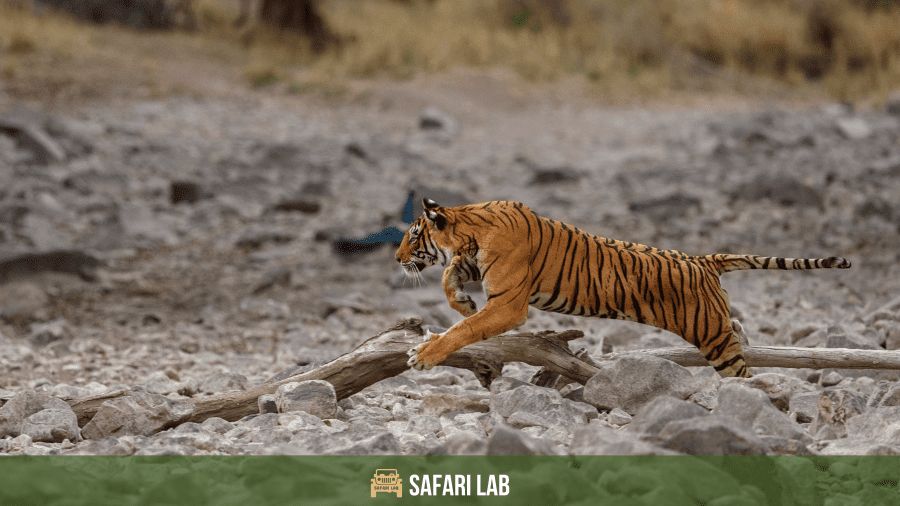 tiger vs lion - the tiger is a solitary hunter