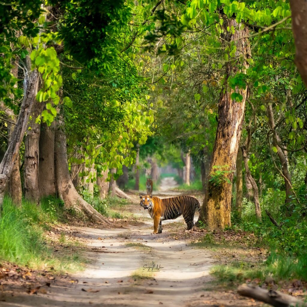 Tigers photographed during a Safari Lab Pilibhit tour