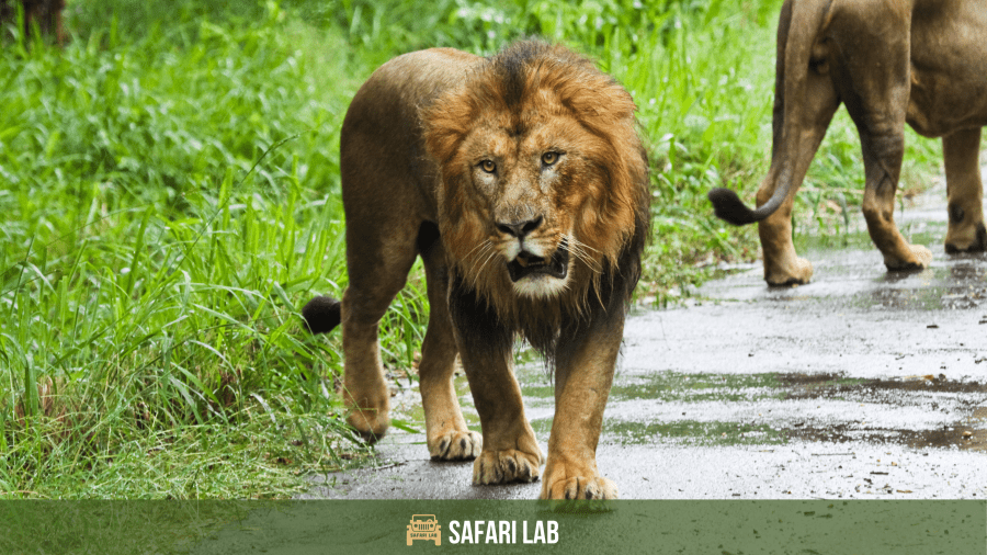 Asiatic lion big cats in india - asiatic lion
