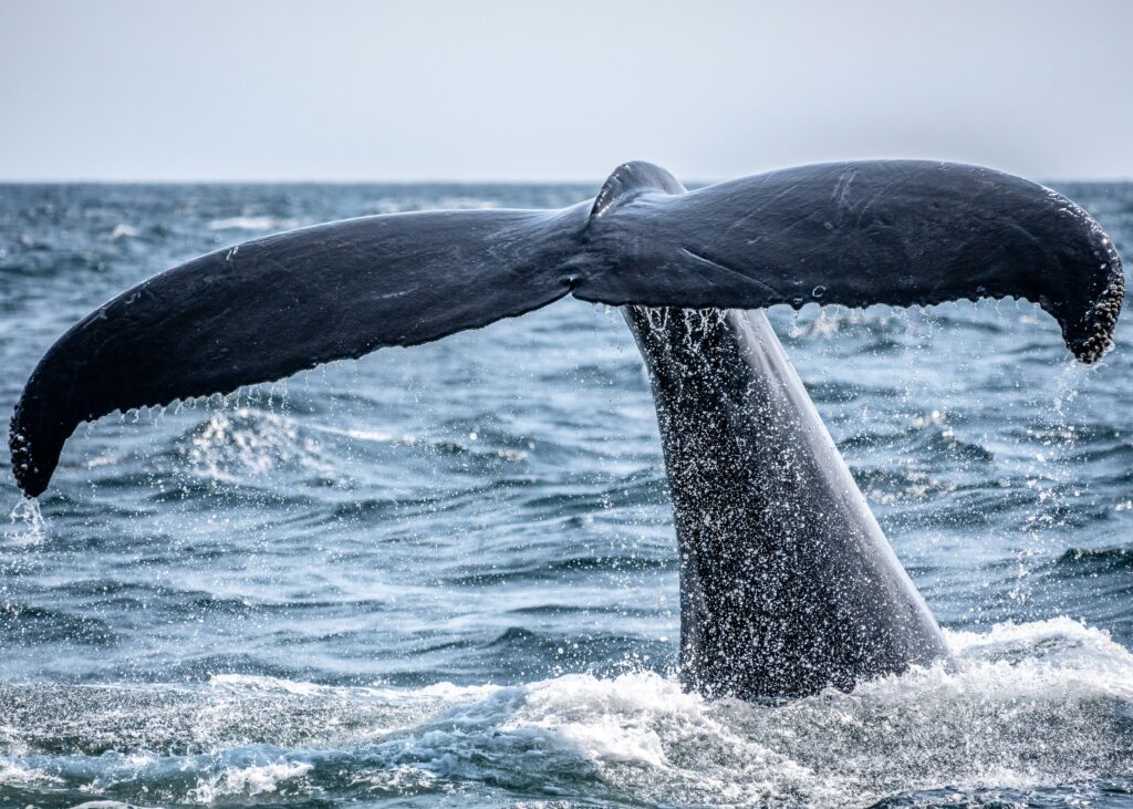 Whale tail above the ocean during a whale-watching journey