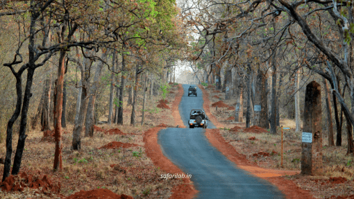 Tadoba habitat