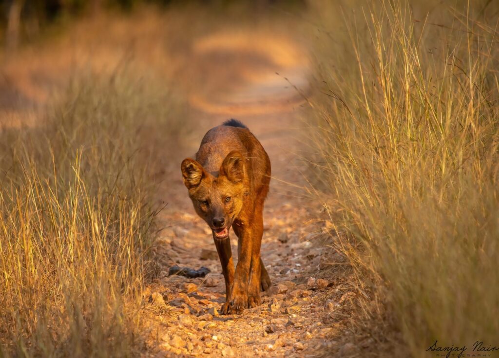 Wild dog in Nagzira